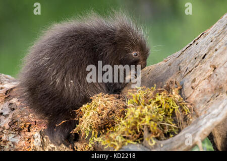 Baby Porcupine comune (porcupette o pup) salendo un albero morto vicino a Bozeman, Montana, USA. Animali in cattività. Foto Stock