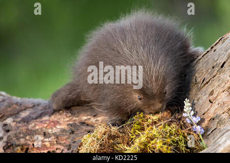 Baby Porcupine comune (porcupette o pup) salendo un albero morto vicino a Bozeman, Montana, USA. Animali in cattività. Foto Stock