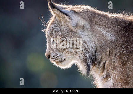 Ritratto di una retroilluminazione Lynx di Canada seduto in una struttura ad albero in cerca di preda a Bozeman, Montana, USA. Animali in cattività. Foto Stock