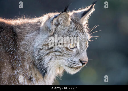 Ritratto di una retroilluminazione Lynx di Canada seduto in una struttura ad albero in cerca di preda a Bozeman, Montana, USA. Animali in cattività. Foto Stock