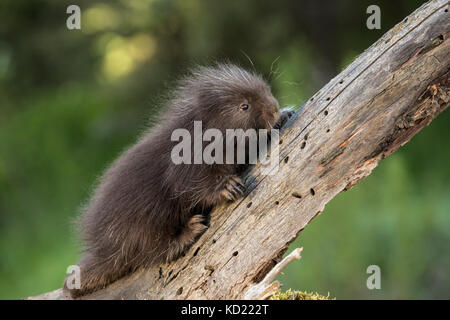 Baby Porcupine comune (porcupette o pup) salendo un albero morto vicino a Bozeman, Montana, USA. Animali in cattività. Foto Stock