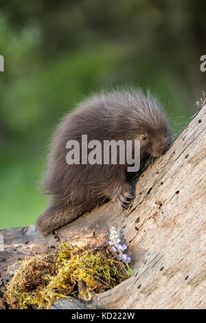 Baby Porcupine comune (porcupette o pup) salendo un albero morto vicino a Bozeman, Montana, USA. Animali in cattività. Foto Stock