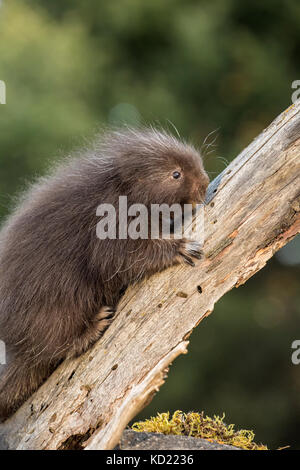 Baby Porcupine comune (porcupette o pup) salendo un albero morto vicino a Bozeman, Montana, USA. Animali in cattività. Foto Stock