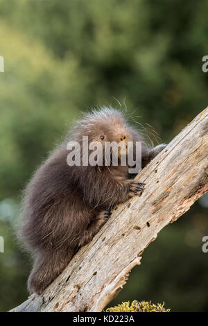 Baby Porcupine comune (porcupette o pup) salendo un albero morto vicino a Bozeman, Montana, USA. Animali in cattività. Foto Stock