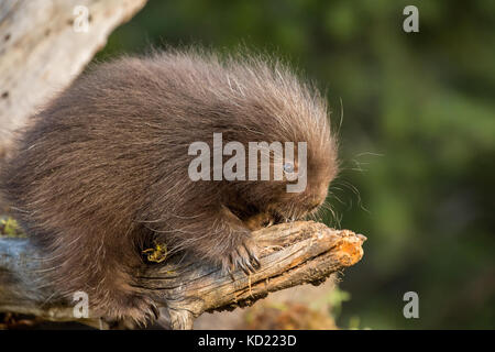 Baby Porcupine comune (porcupette o pup) salendo un albero morto vicino a Bozeman, Montana, USA. Animali in cattività. Foto Stock