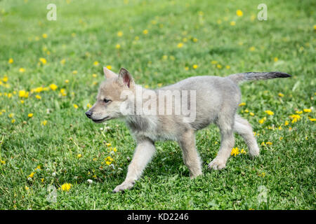 Lupo grigio pup camminando in un prato vicino a Bozeman, Montana, USA. Animali in cattività. Foto Stock