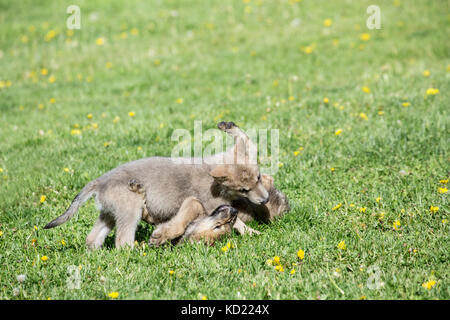 Cucciolata di Lupo grigio cuccioli giocare combattendo in un prato, vicino a Bozeman, Montana, USA. Animali in cattività. Foto Stock