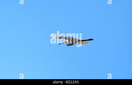 Flying snowy garzetta. Playa del Rey, California. Foto Stock