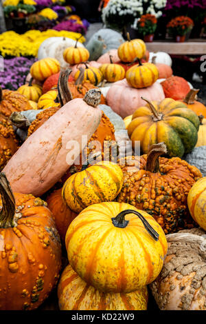 Zucche e squash, di varie dimensioni e colori. Foto Stock