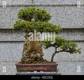 Albero di bonsai presso il giardino zen di parco pubblico di Hong kong. Foto Stock
