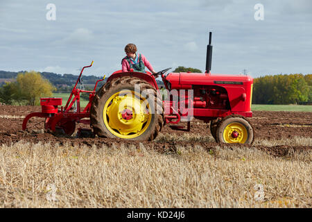 David Brown DB 950 arando un campo di stoppie REGNO UNITO Foto Stock