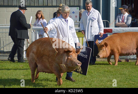 Tamworth suini mostra presso il Royal Welsh Show, Builth Wells, 2017 Foto Stock