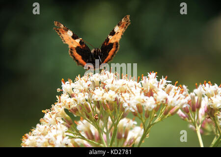Farfalla sul fiore Foto Stock