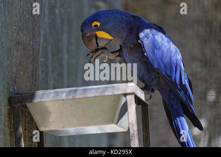 Giacinto macaw in una gabbia Foto Stock