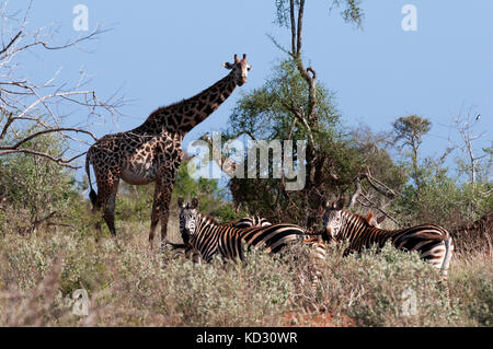 Masai Giraffe (Giraffa camelopardalis), Lualenyi Game Reserve, Tsavo, Kenya Foto Stock