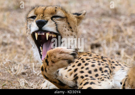 Cucciolo di ghepardo (Acinonyx jubatus), il Masai Mara, Kenya Foto Stock