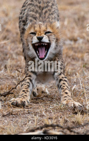 Cucciolo di ghepardo (Acinonyx jubatus), il Masai Mara, Kenya Foto Stock