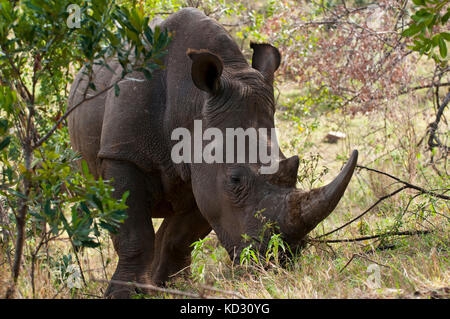 Rinoceronte bianco (Cerototherium simium), il Masai Mara, Kenya Foto Stock