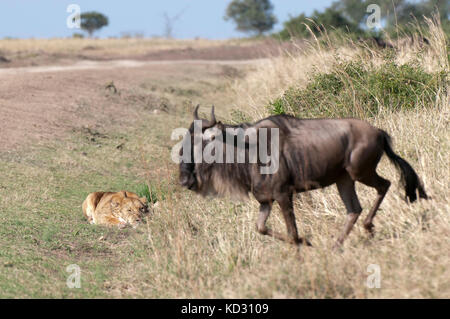 Leonessa (Panthera leo) pronto a sferrare un attacco contro un GNU (Connochaetes taurinus), il Masai Mara, Kenya Foto Stock
