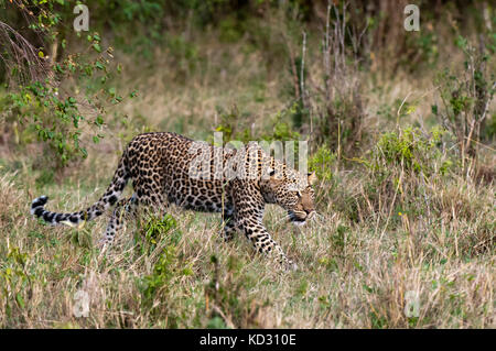 Leopard (Panthera pardus), il Masai Mara, Kenya Foto Stock