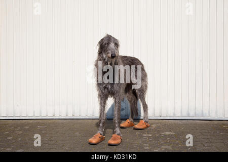 Ritratto di scottish deerhound con scarpe Foto Stock