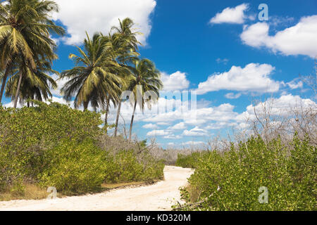 Percorso di sabbia attraverso fogliame e palme, Parco Nazionale di Jericoacoara, Ceara, Brasile, Sud America Foto Stock