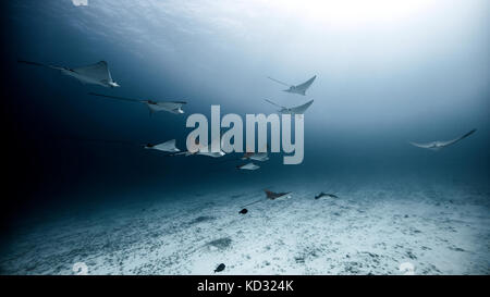 Vista subacquea di Spotted Raggi eagle nuoto vicino al fondo marino, Cancun Quintana Roo, Messico Foto Stock