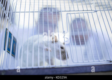 White rat in gabbia, lavoratori di laboratorio del peering in gabbia Foto Stock