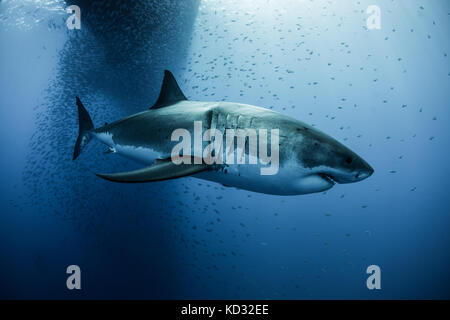 Il grande squalo bianco (Carcharodon megalodon) nuotare sotto ombra in barca, a Guadalupe, in Messico Foto Stock