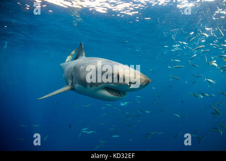 Il grande squalo bianco in piscina (Carcharodon carcharias) vicino alla superficie, a Guadalupe, in Messico Foto Stock