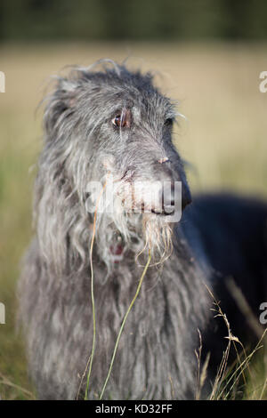 Ritratto di deerhound scozzese Foto Stock