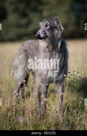 Ritratto di deerhound scozzese Foto Stock