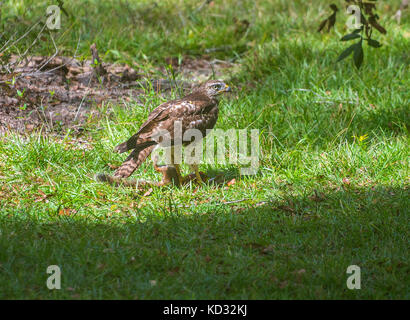 Hawk con spalle rosse mangia uno scoiattolo catturato in un'area erbosa nella Florida centro-settentrionale. Foto Stock