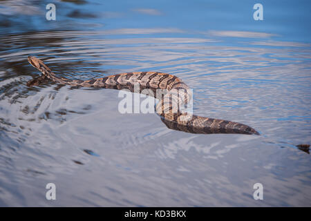 Un canneto rattlesnake nuotate lungo una zona allagata vicino al fiume nero, vicino a un semaforo con un punto di controllo che è gestito dai soldati della società delta, 1-118th fanteria, s.c. esercito nazionale guard, Andrew, s.c., oct. 11, 2015, la Carolina del Sud la guardia nazionale è stata attivata per il supporto di stato e contea di gestione di emergenza e le agenzie locali di prima emergenza come storico impatti di allagamento contee statewide. attualmente più di tremila Carolina del Sud la guardia nazionale i membri sono stati attivati in risposta alle inondazioni. (L'esercito degli Stati Uniti Guardia nazionale foto di Sgt. brian calhoun/rilasciato) Foto Stock