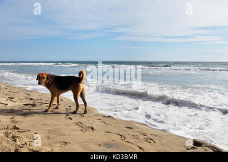 Un cane simpe sulle rive dell'Oceano indiano Foto Stock