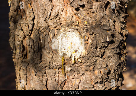 Struttura in legno Legname materiale acceso e resina che scorre dal lato Foto Stock