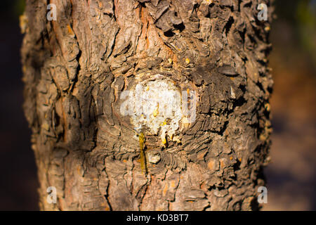 Struttura in legno Legname materiale acceso e resina che scorre dal lato Foto Stock