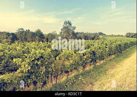 Paesaggio di campagna con vigneto. paesaggio agrario. panorami rurali. foto con effetto vintage. Foto Stock