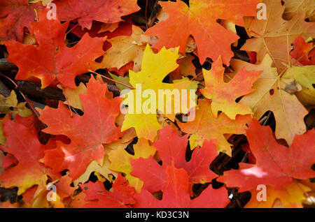 Un gruppo e pila di caduta foglie con giallo brillante, arancione e rosso. Foto Stock