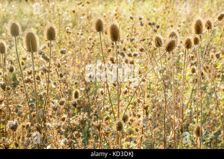 Dipsacus fullonum in autunno. wild teasel o fuller's teasel. essiccato teasel testa fiore con sfondo sfocato. Francia Foto Stock