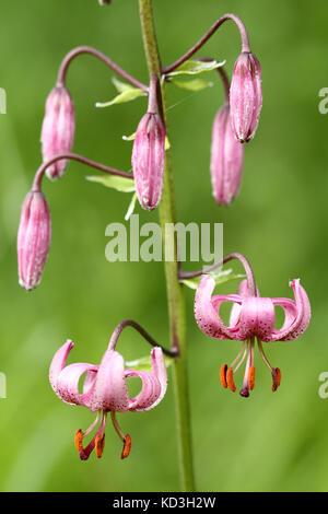 Martagon giglio o cappuccio turk lily (lilium martagon) Foto Stock