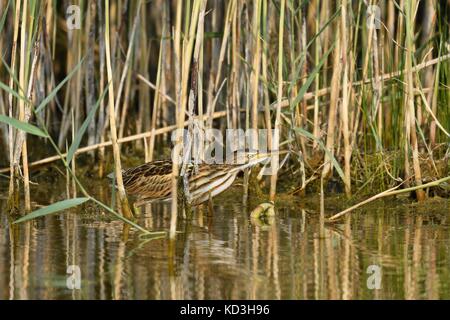 Tarabusino (Ixobrychus minutus), giovane animale in piedi di ance, lago di Neuchâtel, il cantone di Neuchâtel, Svizzera Foto Stock