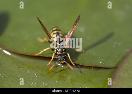 Wasp acqua potabile nel lago seduti su una foglia di un giglio di acqua Foto Stock