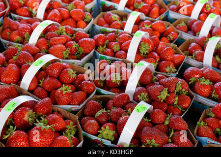 Cestini di fragole fresche in vendita presso il Jean Talon mercato pubblico o Marche Jean Taloni, Montreal, Quebec, Canada Foto Stock