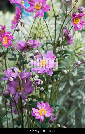 Anemone hupehensis var. japonica "Prinz Heinrich'. Anemone giapponese "Prinz Heinrich' fiori Foto Stock