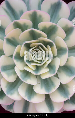 Echeveria secunda var. glauca "Compton carosello". Glaucous echeveria "Compton carosello" Foto Stock