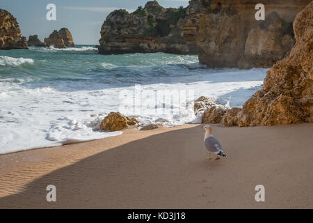 Gli uccelli di mare camminando lungo la spiaggia di sabbia circondata da alte scogliere, formazioni rocciose Foto Stock