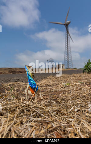 Fan-throated lizard Foto Stock