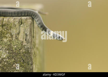 Un neonato biscia dal collare (natrix natrix) a volte chiamato il serpente inanellato o acqua snake, è un eurasian non-serpente velenoso. Foto Stock