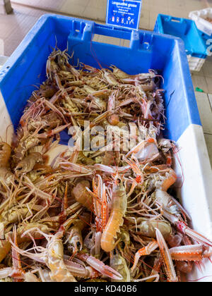 Fresco Atlantico live Langoustine grosse (grandi scampi) in vendita presso Port-Belon porto mercato del pesce in Bretagna Francia Foto Stock